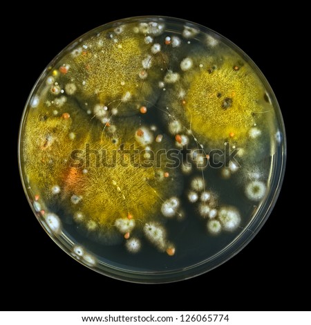 Petri Dish Molds Penicillium Yeast Mucor Stock Photo 128453309 ...