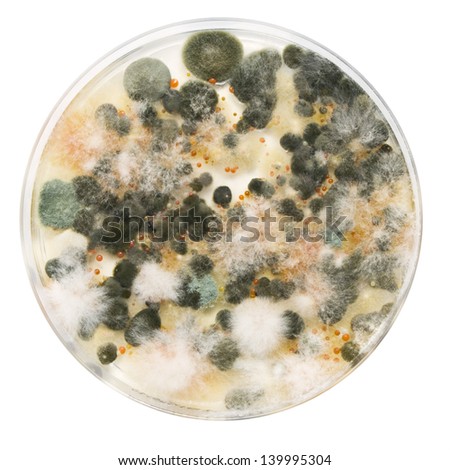 Mold Stock Photos, Images, & Pictures | Shutterstock