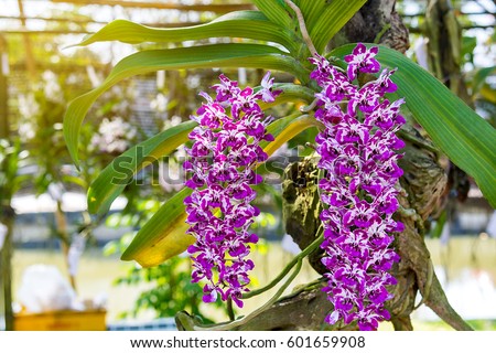 Beautiful orchid flowers in a blurry background White and pink orchid flower in nature ,fresh ,nature ,amazing orchids in tropical garden in nature for background usage Queen of flower soft focus