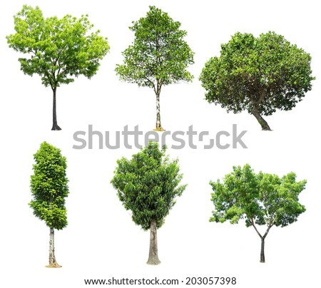 Tree Cutout Stock Images, Royalty-Free Images & Vectors | Shutterstock