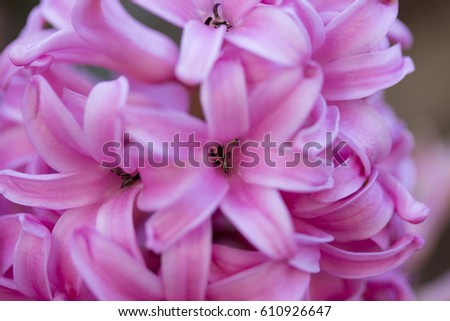 Pink hyacinthus closeup (pink pearl)