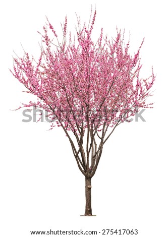 entire flowering sacura tree isolated on white background