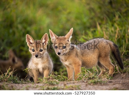 Jackal Stock Images, Royalty-Free Images & Vectors | Shutterstock