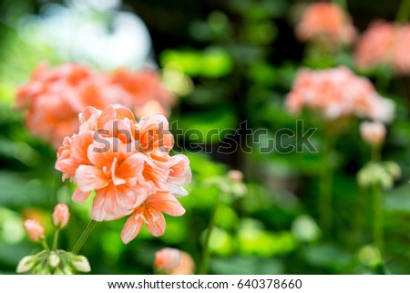 Garden By The Bay Flower rose bay flower stock images, royalty-free images & vectors Garden By The Bay Flower rose bay flower stock images, royalty-free images & vectors
