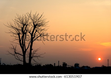 dying tree