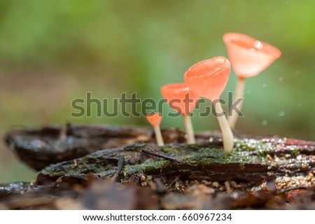 Fungi in asias rainforest