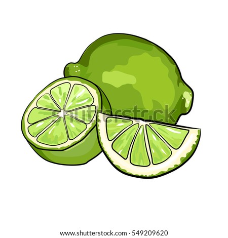 Limes Sketch Style Vector Illustration Isolated Stock Vector 549209641