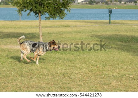 bluetick coonhound off leash coonhound stock images royalty free images u0026 vectors shutterstock bluetick coonhound off leash coonhound stock images royalty free images u0026 vectors shutterstock
