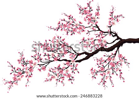 Branch of a blossoming cherry tree isolated on a white background
