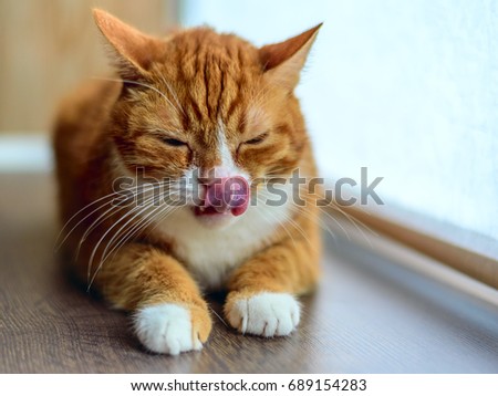 For Cat lick nose consider, that Cat lick nose