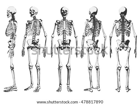 Skeleton Stock Images, Royalty-Free Images & Vectors | Shutterstock