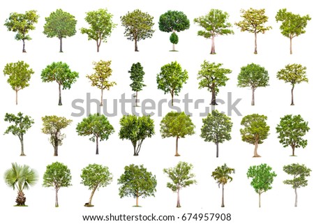 Diversity Trees Set On White Stock Vector 230368804 - Shutterstock