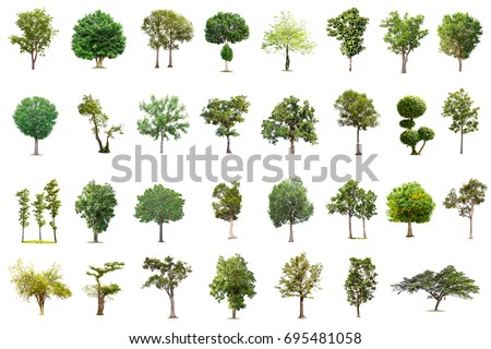 Diversity Trees Set On White Stock Vector 230368804 - Shutterstock