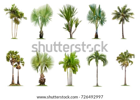 Shade Tree Stock Images, Royalty-Free Images & Vectors | Shutterstock