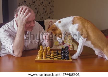 Smart basenji dog desperately thinking about next move in a chess family tournament