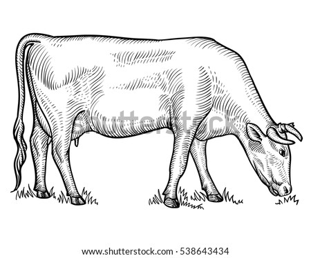 Cow Grazing On Meadow Cow Graphical Stock Vector 481249987 - Shutterstock