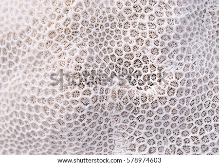 Coral texture