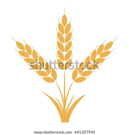 Wheat or rye ears with grains. Bunch of three yellow barley stalks. Vector illustration.