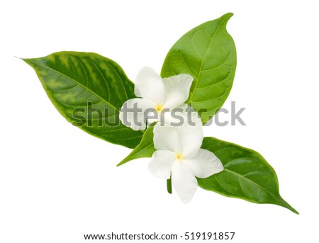 Sampaguita Stock Images, Royalty-Free Images & Vectors | Shutterstock