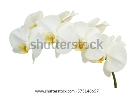beautiful white Phalaenopsis orchid flowers, isolated on white background