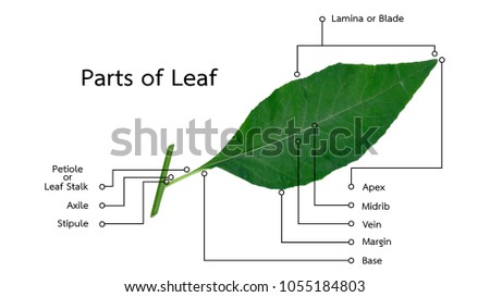 Concept Naturebotany Parts Leaf On White Stock Photo (Royalty Free ...