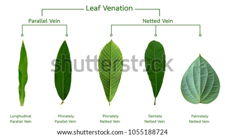 Parallel-veined Leaves Stock Images, Royalty-Free Images & Vectors ...