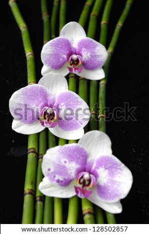 image of the spa concept �three orchid, bamboo grove