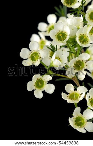 Peach blossom over black