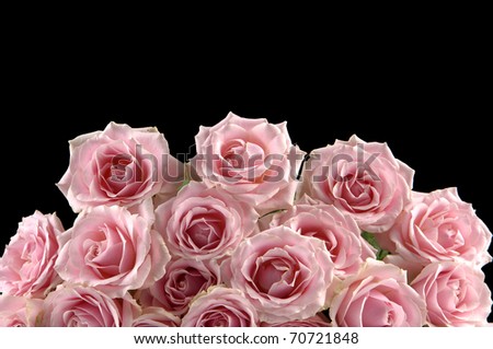 Bunch of pink roses on black ground