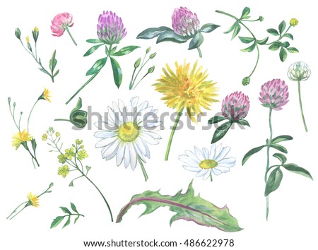 Set of summer flowers. Daisies, clover, dandelions, painted in watercolor.