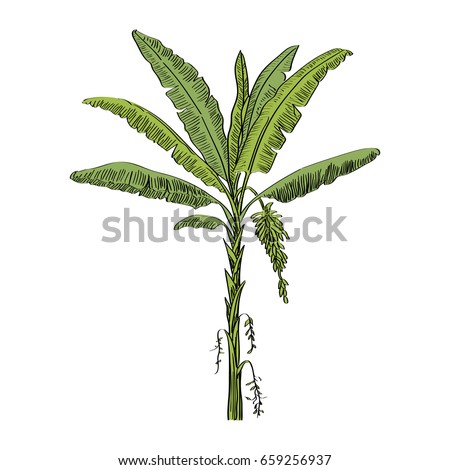 Banana Tree Stock Images, Royalty-Free Images & Vectors | Shutterstock