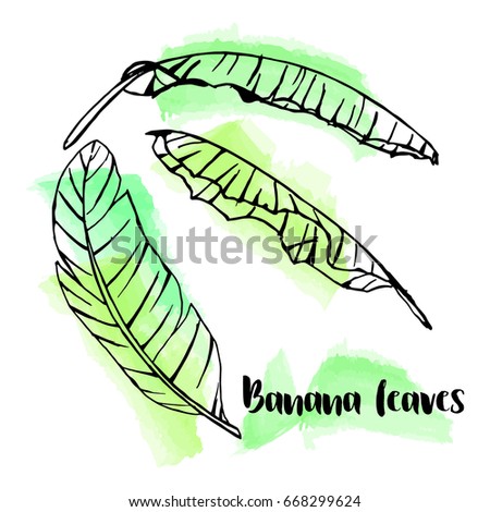 Banana Leaf Vector Stock Images, Royalty-Free Images & Vectors