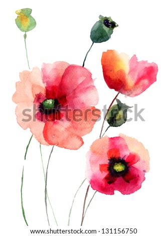 Poppy flowers, watercolor illustration - stock photo