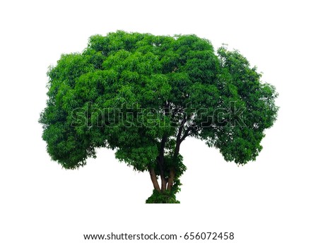 Willow Tree Isolated Stock Illustration 29060236 - Shutterstock