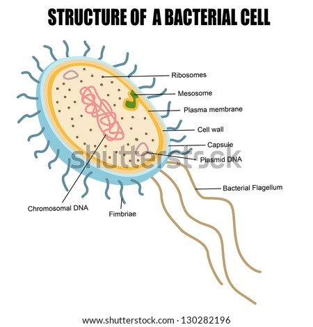 Structure Bacterial Cell Vector Illustration For Stock Vector 130282196 ...