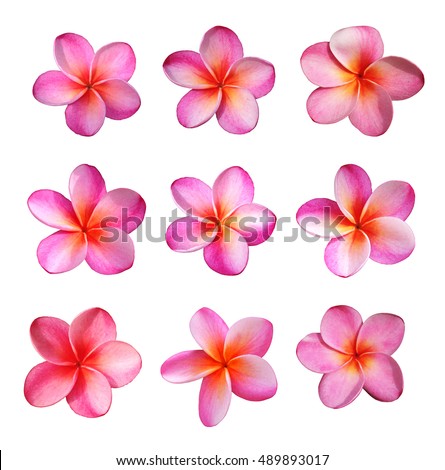 Plumeria Flower Lei Stock Images, Royalty-Free Images & Vectors