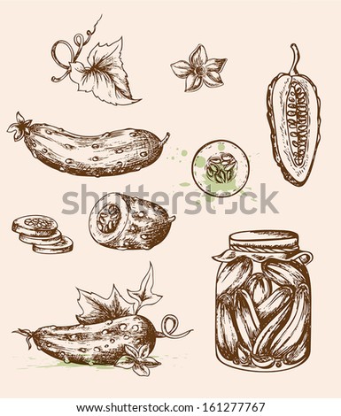 Set of vector vintage hand drawn cucumbers. Vegetable icons in retro style