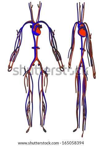 Human Circulatory System Vector Illustration Blood Stock Vector ...