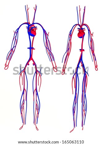 Illustration Isolated Human Circulatory System Stock Vector 131936039 ...