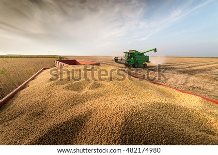 Soy beans in tractor trailer