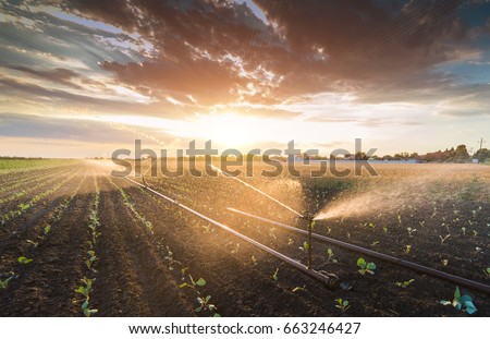 Irrigation system watering a crop of soy beans at field