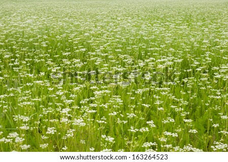 cumin plant stock images royalty free images vectors cumin plant inspired room cumin plant stock images royalty free images vectors cumin plant stock images royalty free images vectors cumin plant inspired room cumin plant stock images royalty free images vectors
