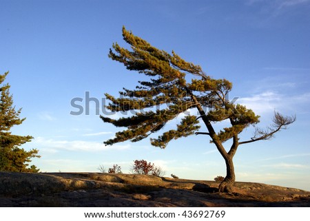 Windblown-tree Stock Photos, Royalty-Free Images & Vectors - Shutterstock