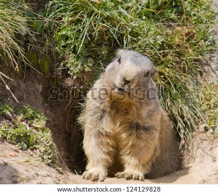 Woodchuck Stock Photos, Images, & Pictures | Shutterstock