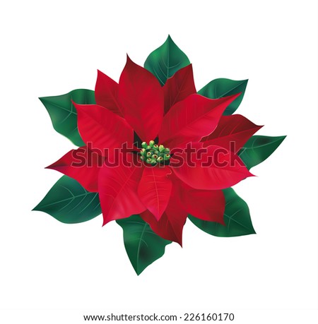 Christmas Poinsettia Stock Images, Royalty-Free Images & Vectors ...