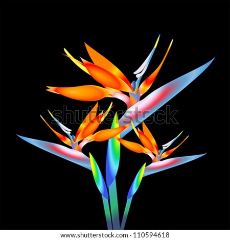 bird of paradise flower, vector