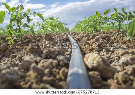 Young tomato plant growing with drip irrigation system. Ground level view