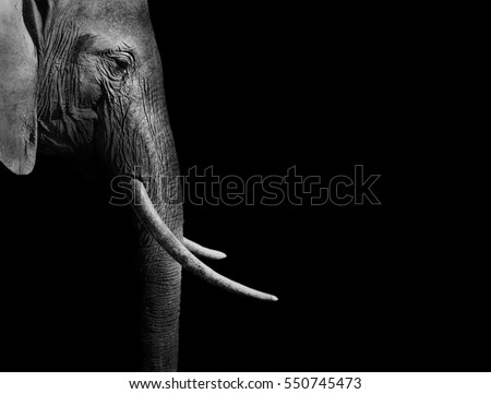 African elephant in black and white