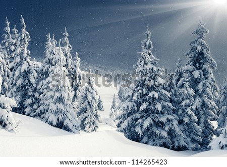 Beautiful winter panorama with snow covered trees