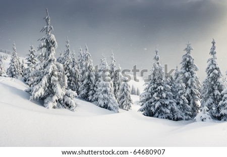 Trees covered with hoarfrost and snow in mountains